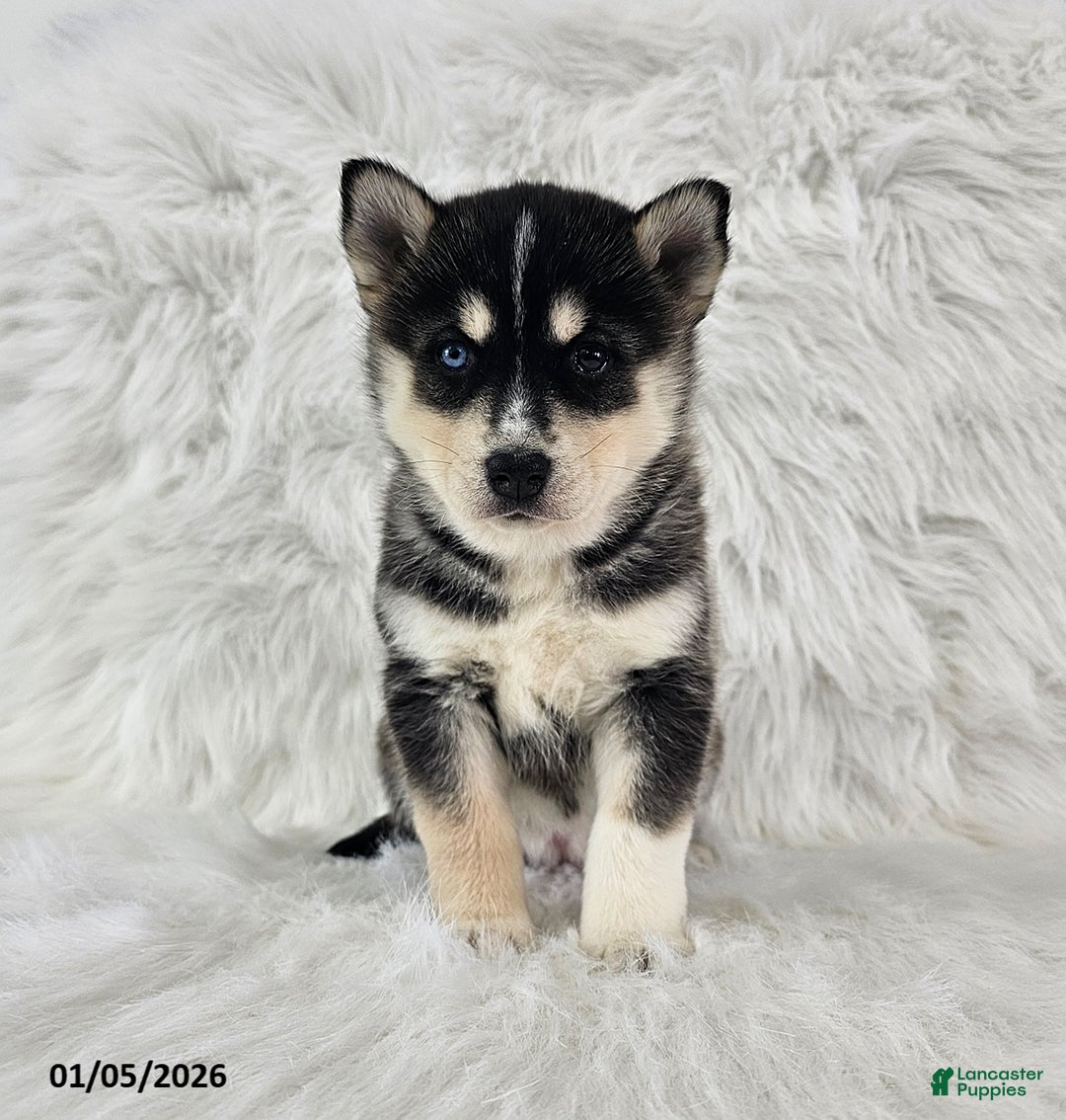 Pomsky dogs for sale: Rose  - Ad 3
