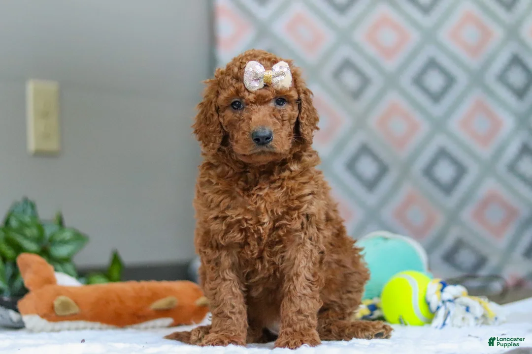 Goldendoodle dogs for sale: Ivy - Ad 1