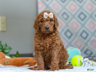 Goldendoodle dogs for sale: Ivy - Ad 2