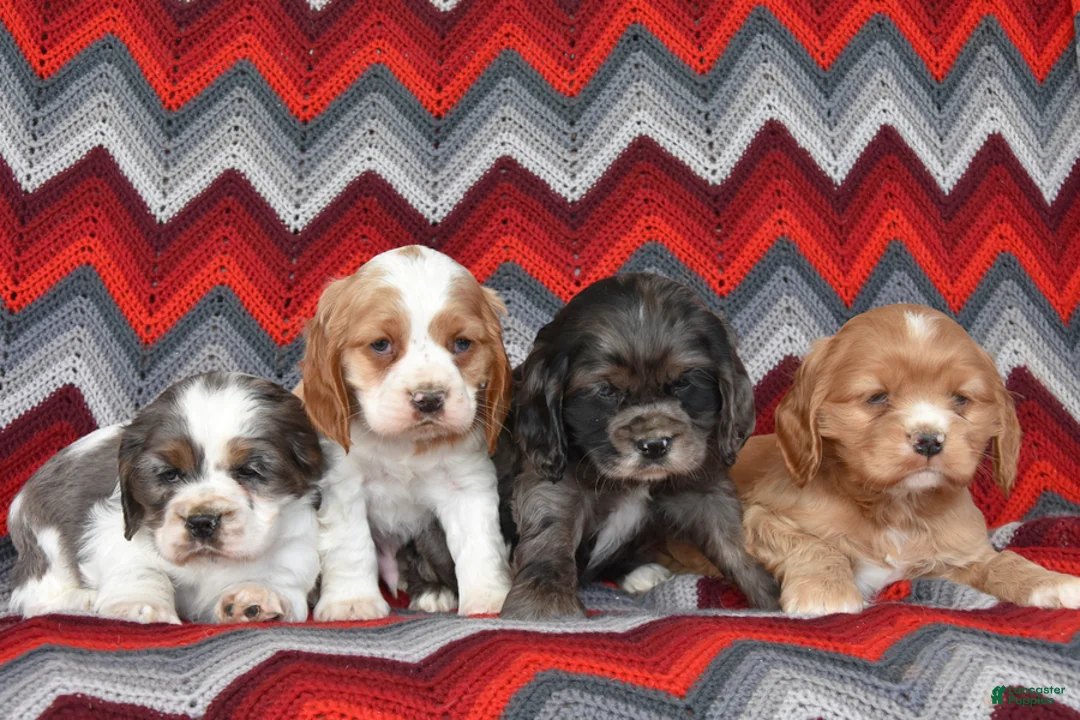 Cocker Spaniel dogs for sale: Captain - Ad 4