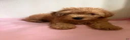 Yorkiepoo dogs for sale: Nami - Ad 3