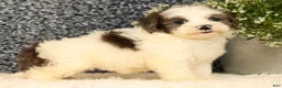 Havapoo dogs for sale: Scooby - Ad 1