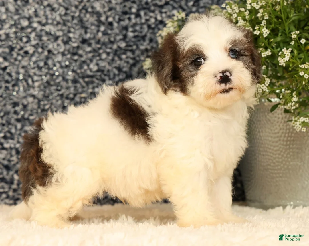Havapoo dogs for sale: Scooby - Ad 1