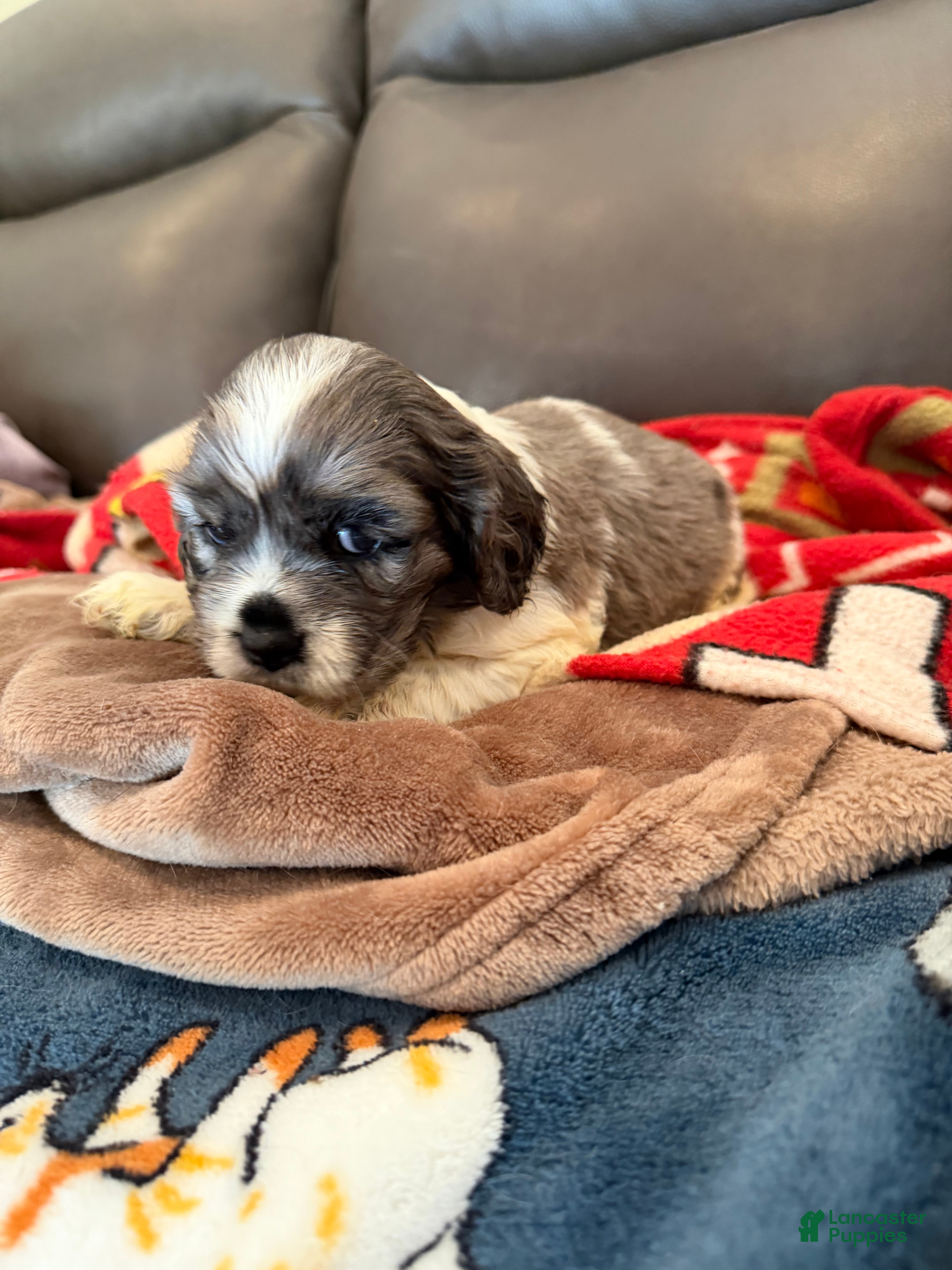 Cocker Spaniel dogs Cocker Spaniel-Jazzy - Ad 22