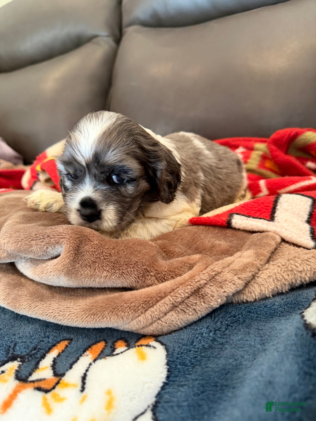 Cocker Spaniel dogs for sale: Cocker Spaniel-Jazzy - Ad 1