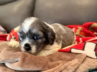 Cocker Spaniel dogs Cocker Spaniel-Jazzy - Ad 41