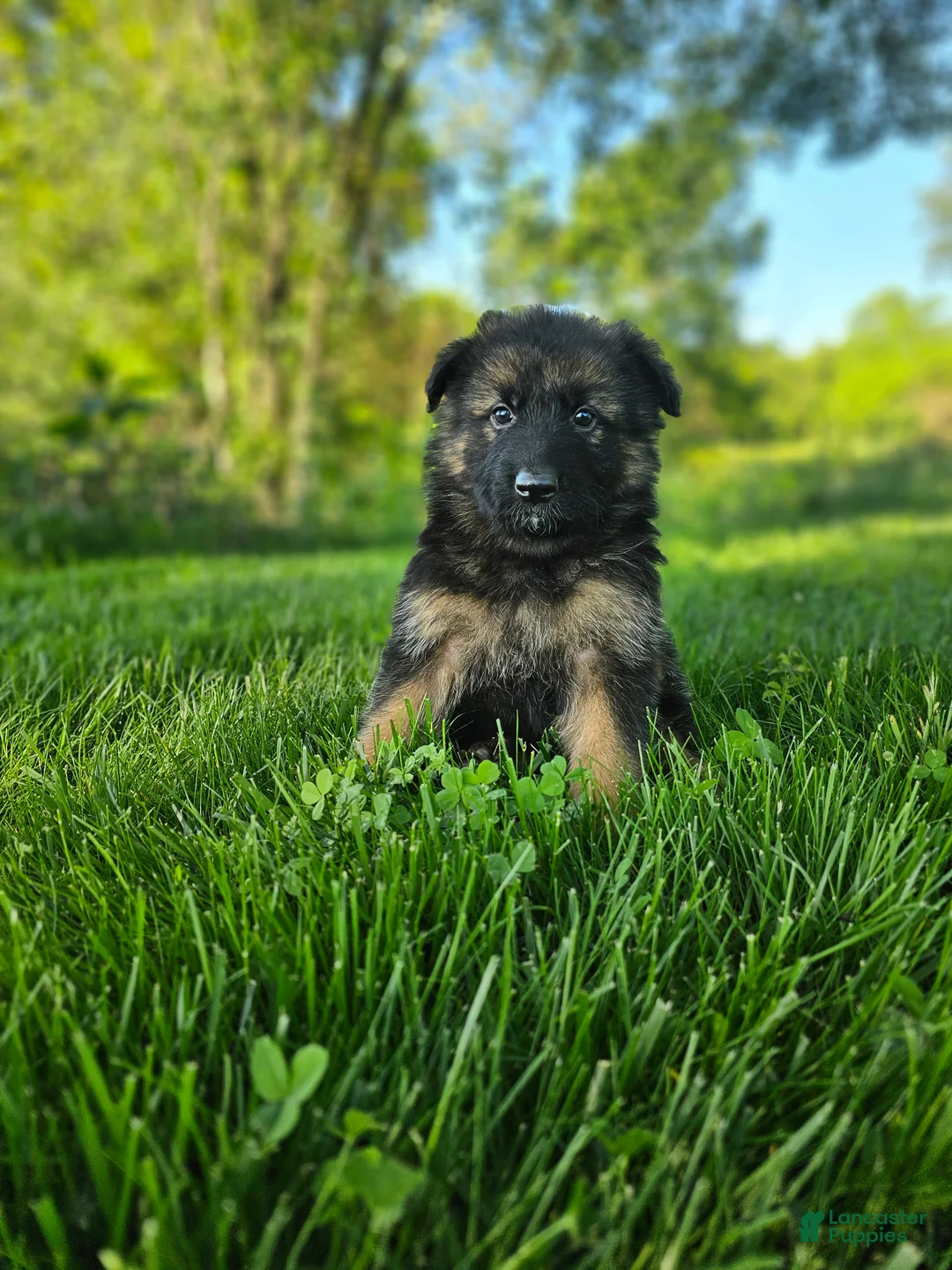 German Shepherd dogs for sale: Teddy - Ad 2
