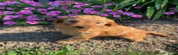 Cavapoo dogs for sale: Harper - Ad 11