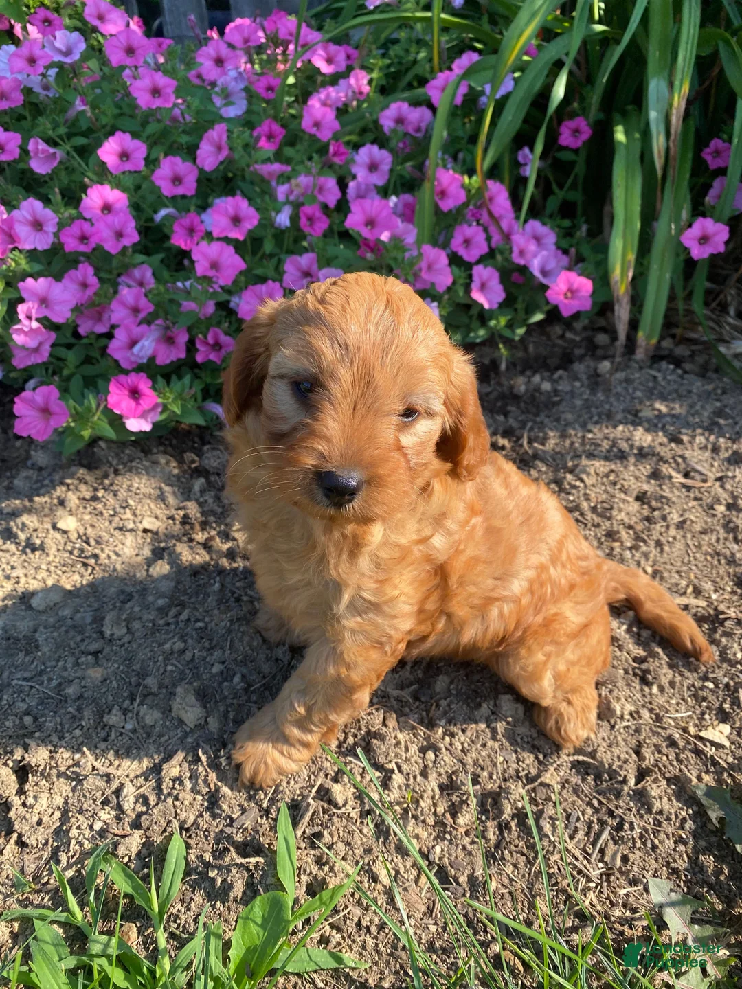 Cavapoo dogs for sale: Harper - Ad 11