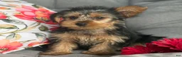 Yorkshire Terrier dogs for sale: Muff - Ad 3