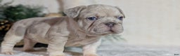 French Bulldog dogs for sale: Tiana - Ad 7