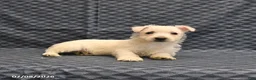 West Highland Terrier dogs for sale: Kevin - Ad 4
