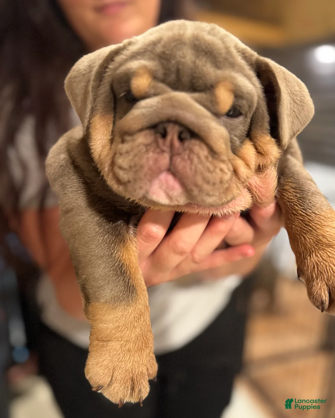 English Bulldog dogs for sale: Junie - English Bulldog - Ad 2