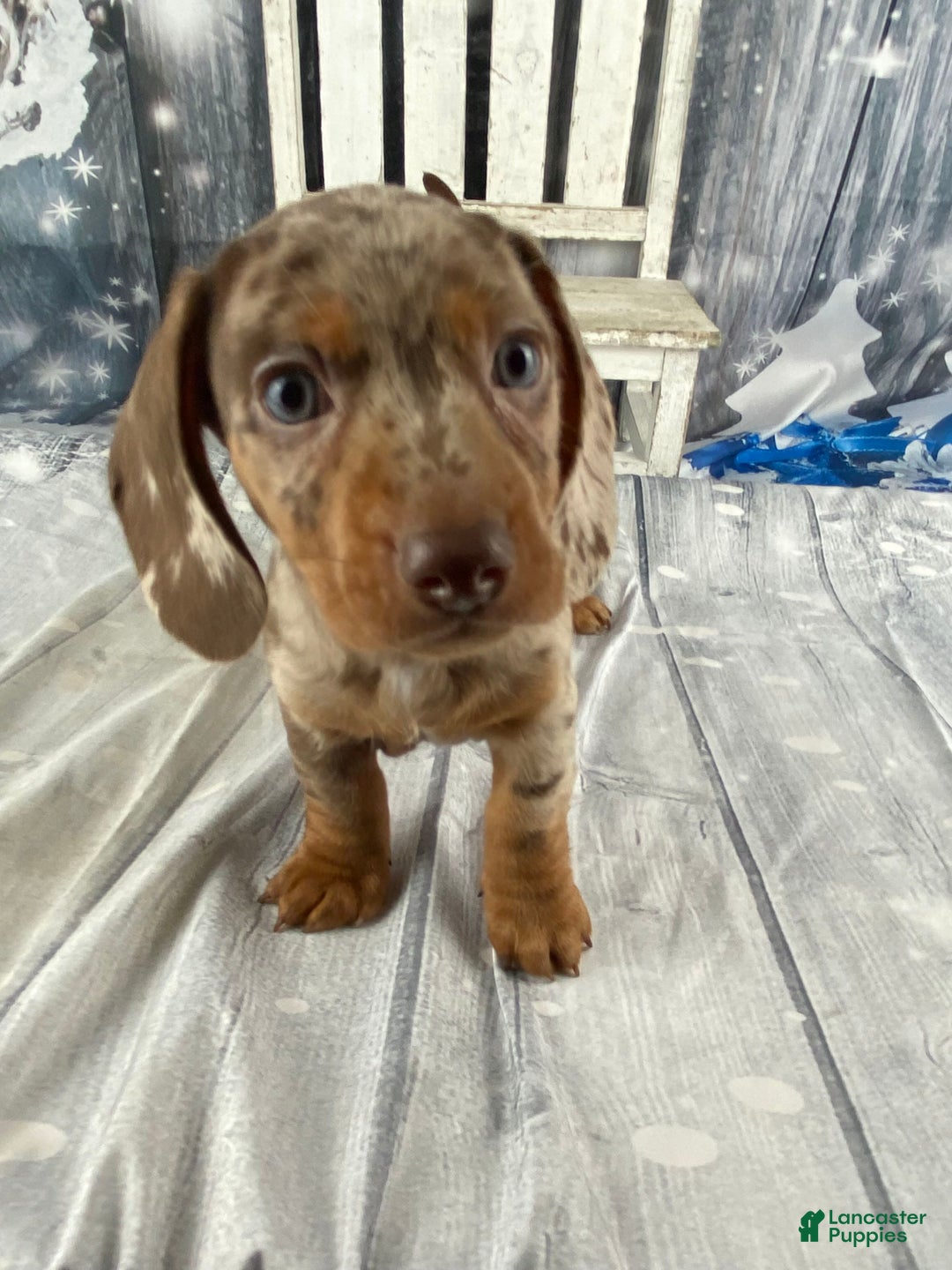 Miniature Dachshund dogs for sale: Billy - Ad 4