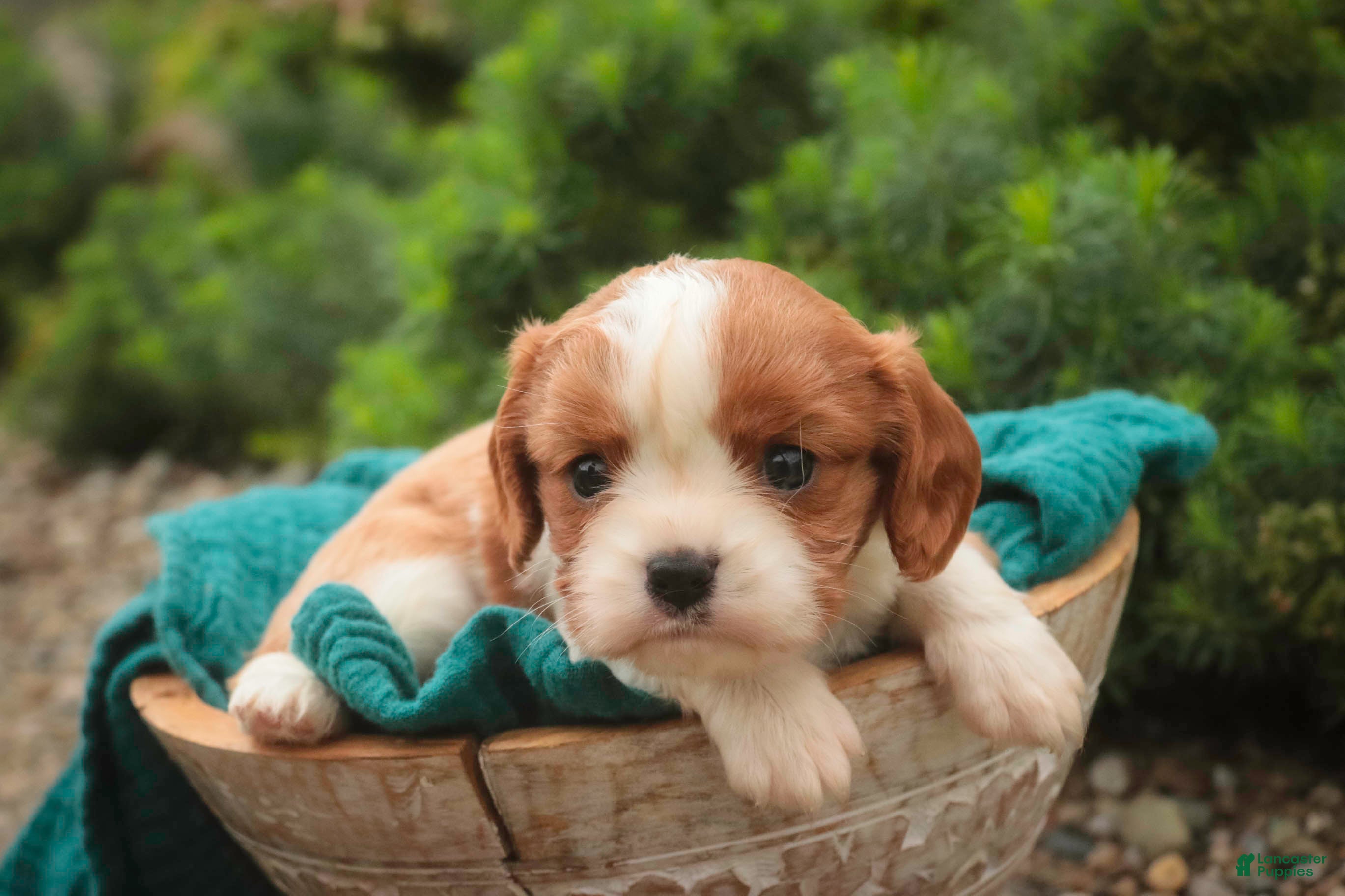 Cavalier King Charles Spaniel dogs Sunny Cavalier King Charles Spaniel  - Ad 2