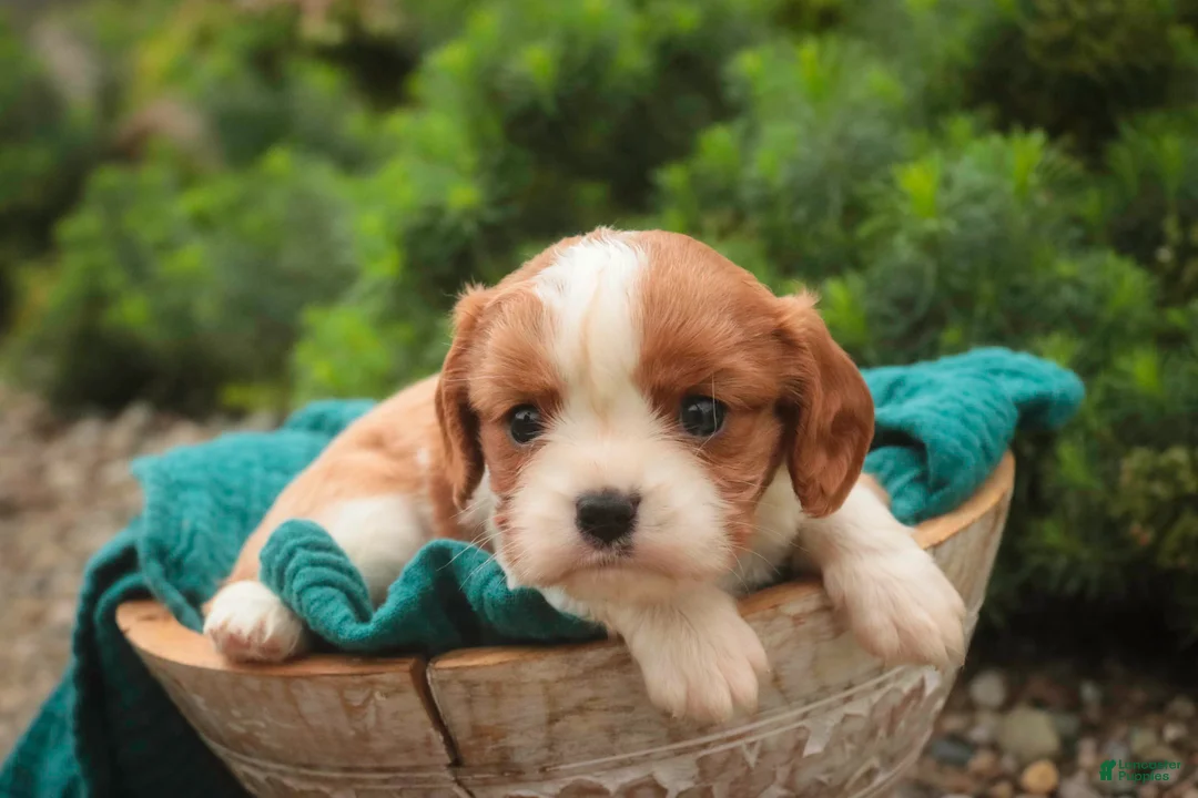 Cavalier King Charles Spaniel dogs for sale: Sunny Cavalier King Charles Spaniel  - Ad 2