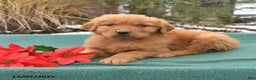 Golden Retriever dogs for sale: Quincy - Ad 3