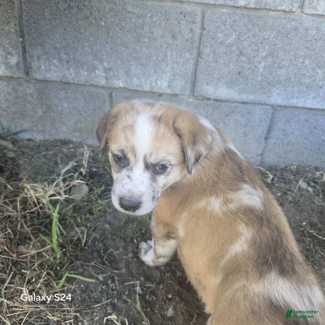 Mixed Breed dogs for sale: Mixed Breed 3 - Ad 1