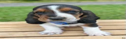 Basset Hound dogs for sale: Oscar - Ad 19