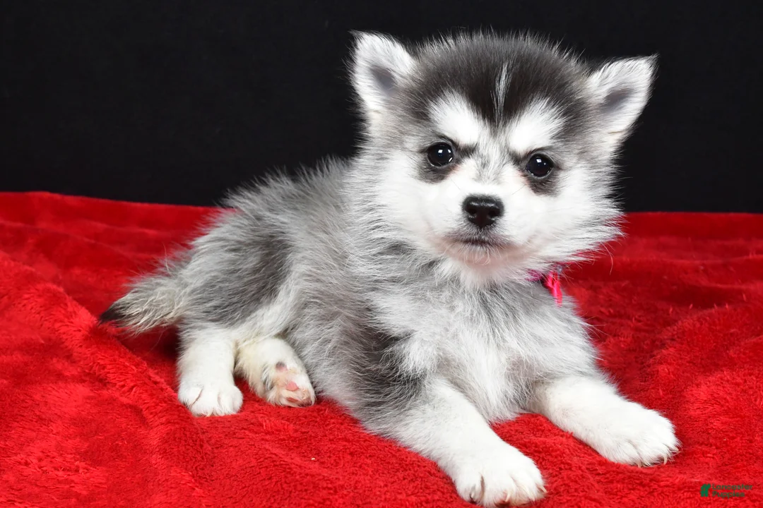 Pomsky dogs for sale: Jean - Ad 1