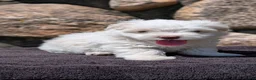 Havanese dogs for sale: Tessa - Ad 4