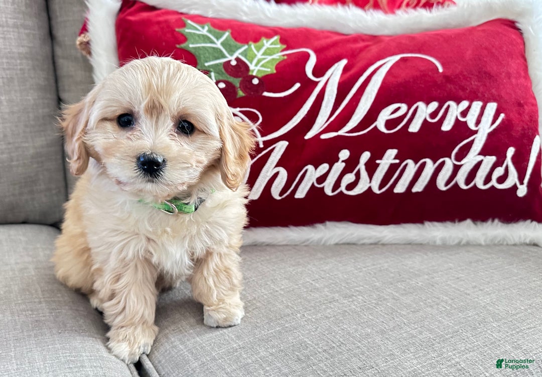 Cavachon dogs for sale: Abby - Ad 5