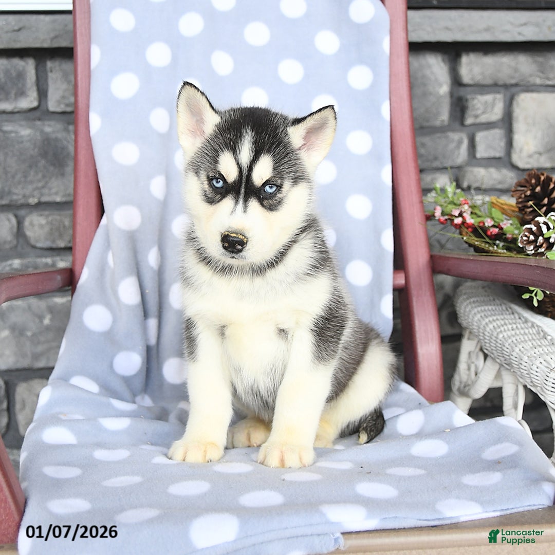 Siberian Husky dogs for sale: Abel - Ad 2