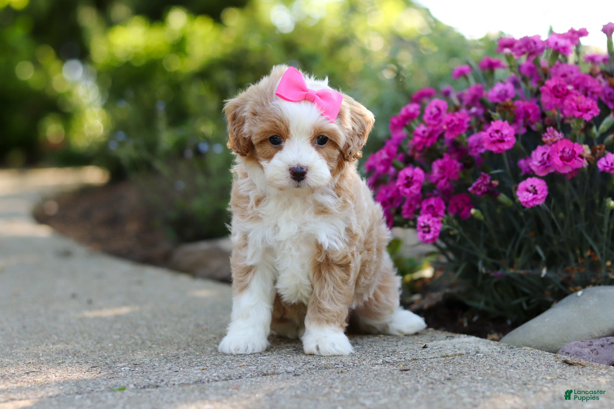Cavapoo dogs for sale: Haven - Ad 13