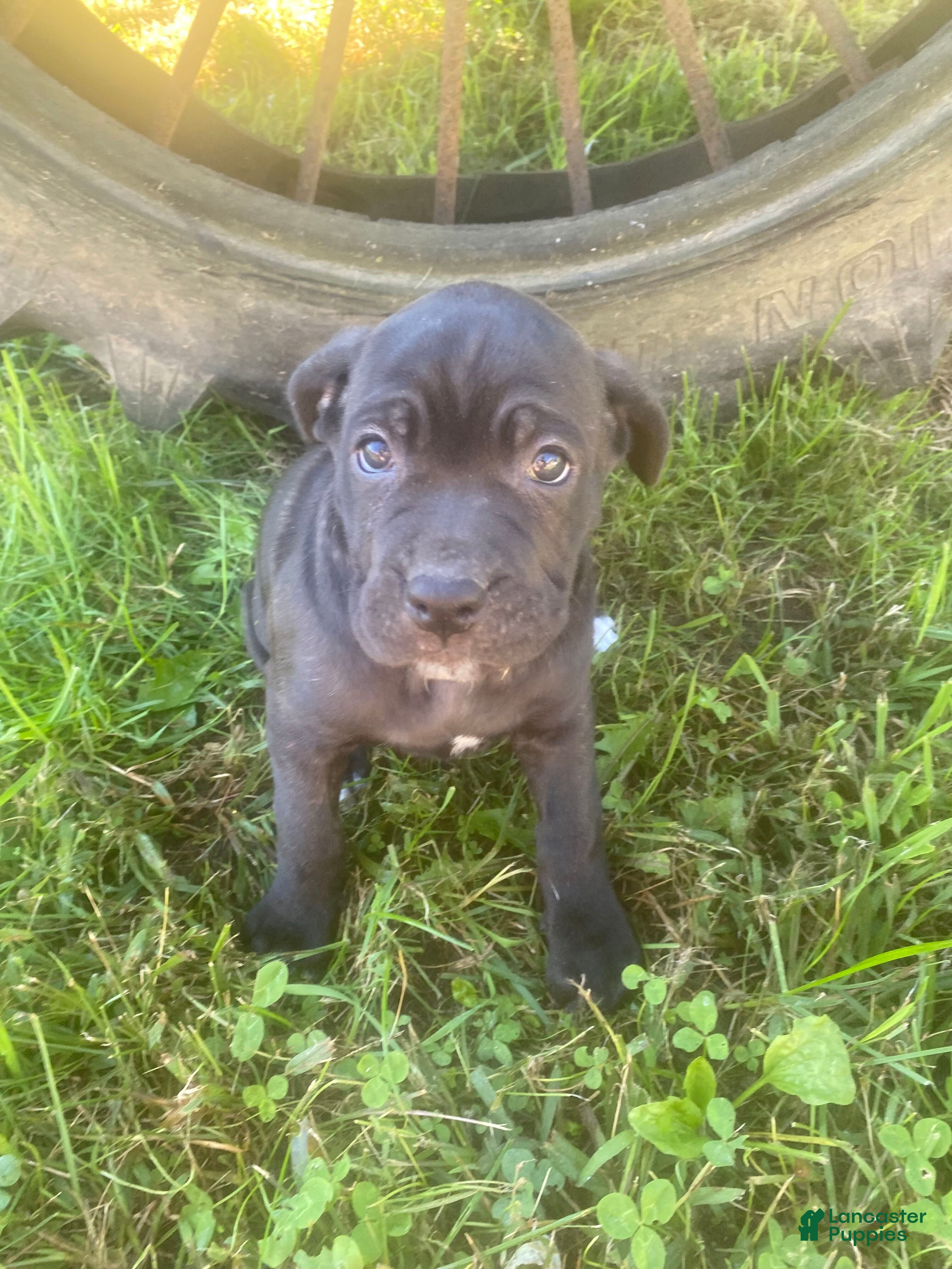 Cane Corso dogs Jana - Ad 2
