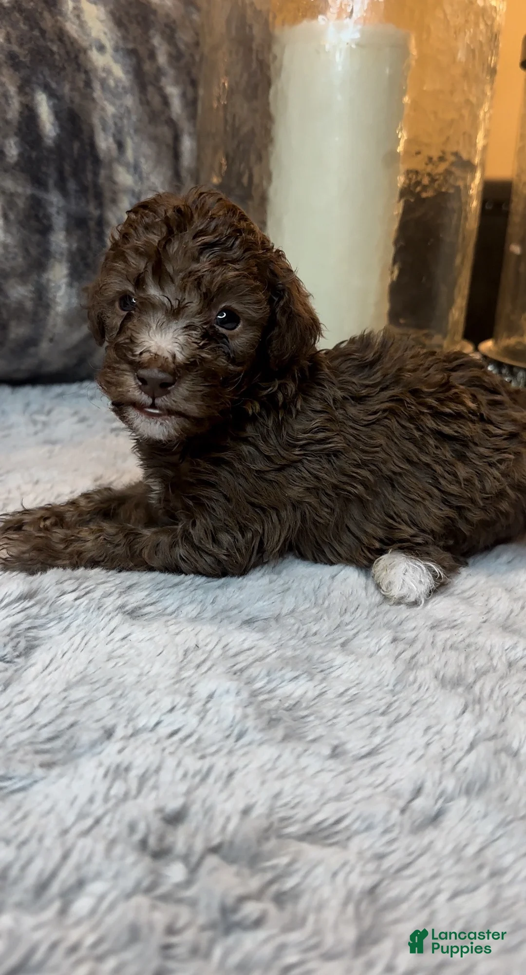 Toy Poodle dogs for sale: Toy Poodle 2 - Ad 2