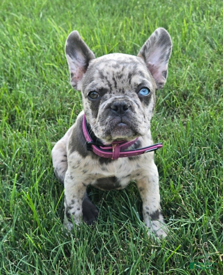 French Bulldog dogs Coral - Ad 1