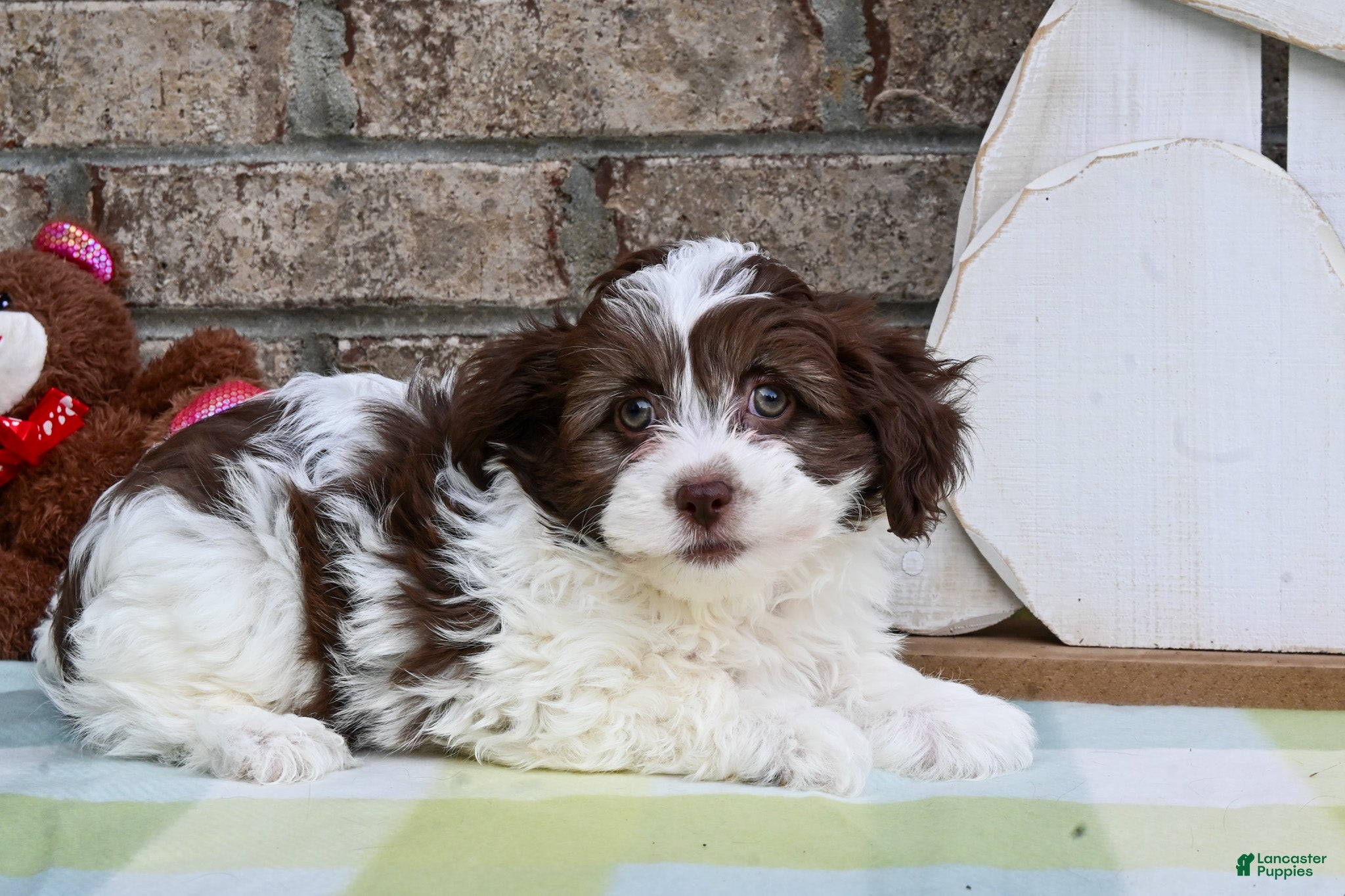 Havapoo dogs Havapoo Johnny - Ad 1