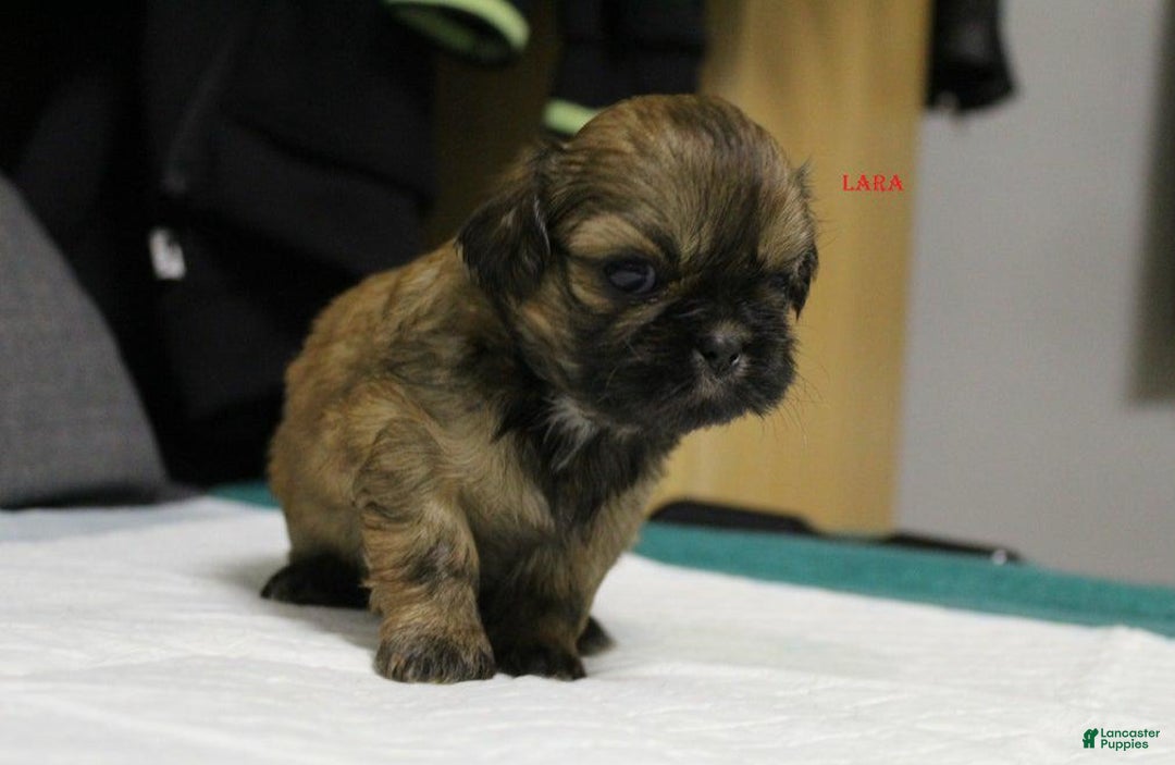 Shih Tzu dogs for sale: Lara - Ad 1