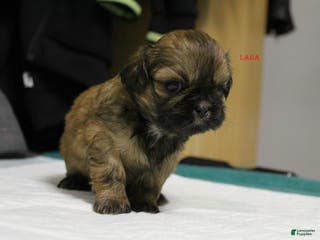Shih Tzu dogs Lara - Ad 30