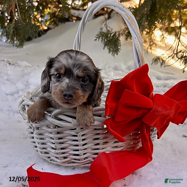 Dachshund dogs Cooper - Ad 12