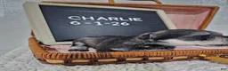 Miniature Schnauzer dogs for sale: Charlie - Ad 10