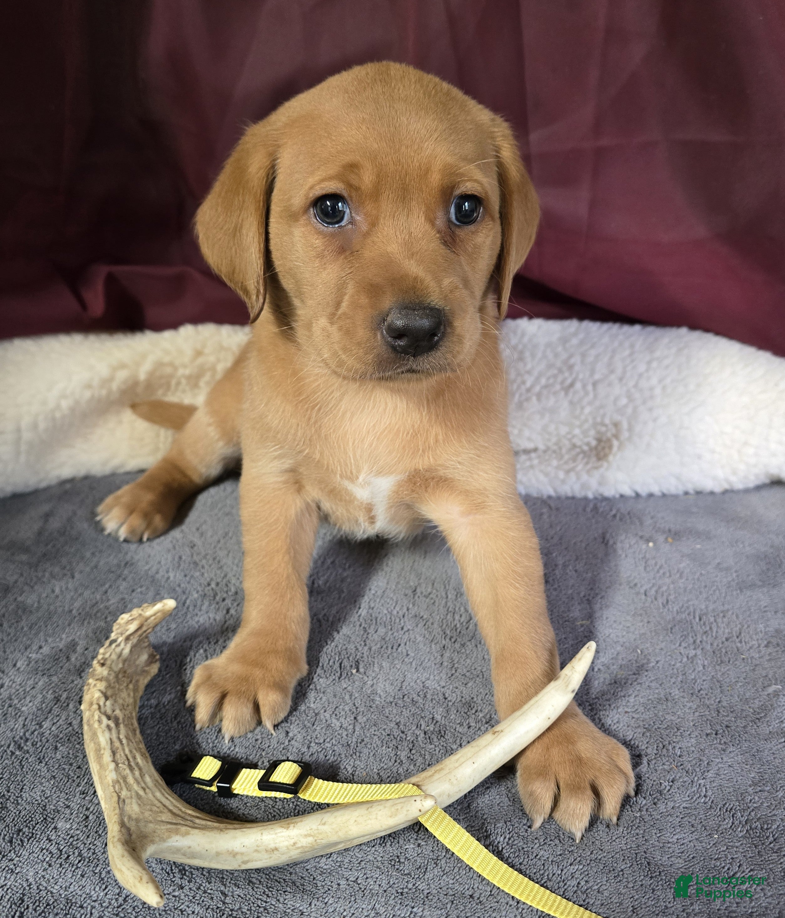 Labrador Retriever dogs Yellow collar Labrador Puppy - Ad 1