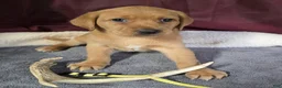 Labrador Retriever dogs for sale: Yellow collar Labrador Puppy - Ad 1