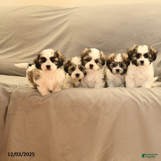 Gallery Image {{count}}