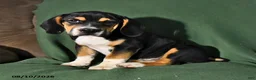 Beabull dogs for sale: Rover - Ad 5