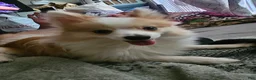 Pomeranian dogs for sale: Male pomeranian  - Ad 2