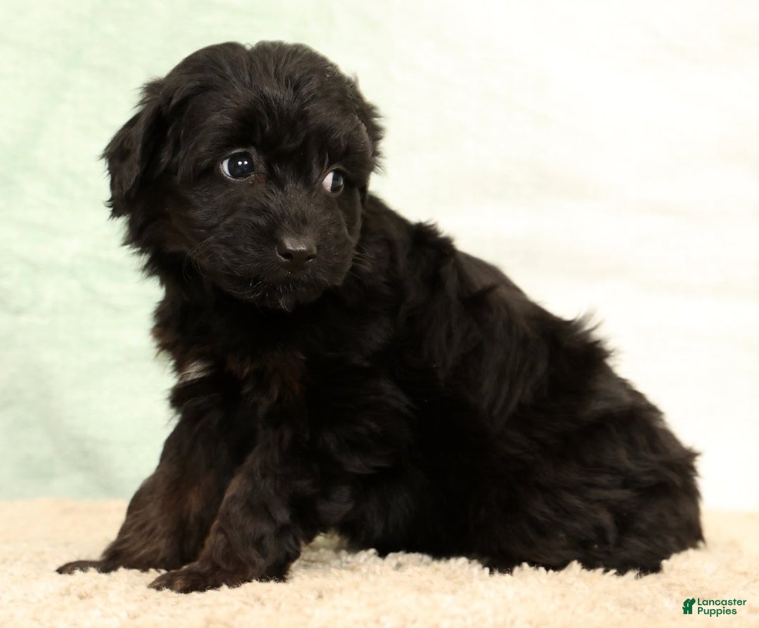 Mini Aussiedoodle dogs for sale: Sadie - Ad 9