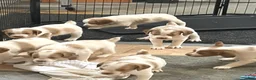 Brittany Spaniel dogs for sale: Brittany Spaniel 4 - Ad 2