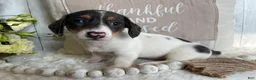 Miniature Dachshund dogs for sale: Layne - Ad 8