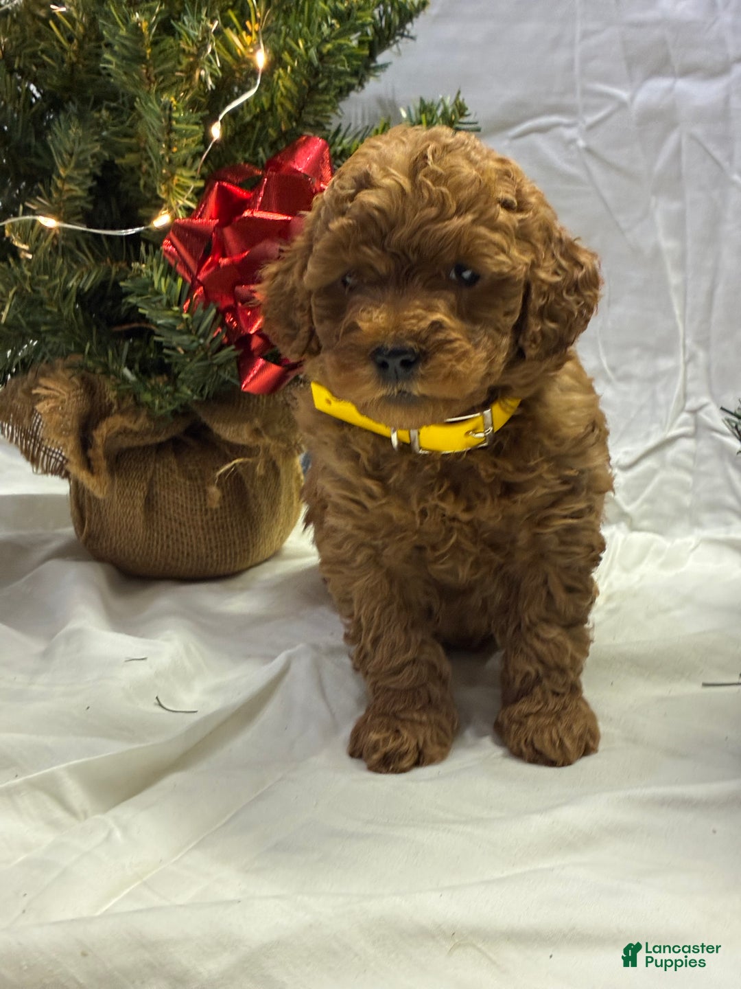 Mini Goldendoodle dogs for sale: Cinnamon - Ad 2
