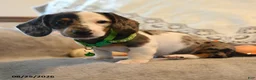 Dachshund dogs for sale: Pepper - Ad 3