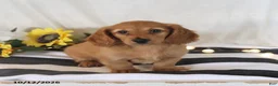 Miniature Dachshund dogs for sale: Rose  - Ad 4