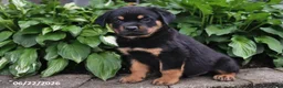 Rottweiler dogs for sale: Sarge - Ad 5