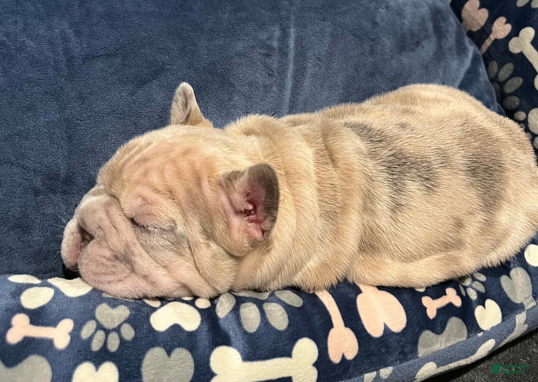 French Bulldog dogs for sale: French Bulldog Puppy 5 - Ad 2
