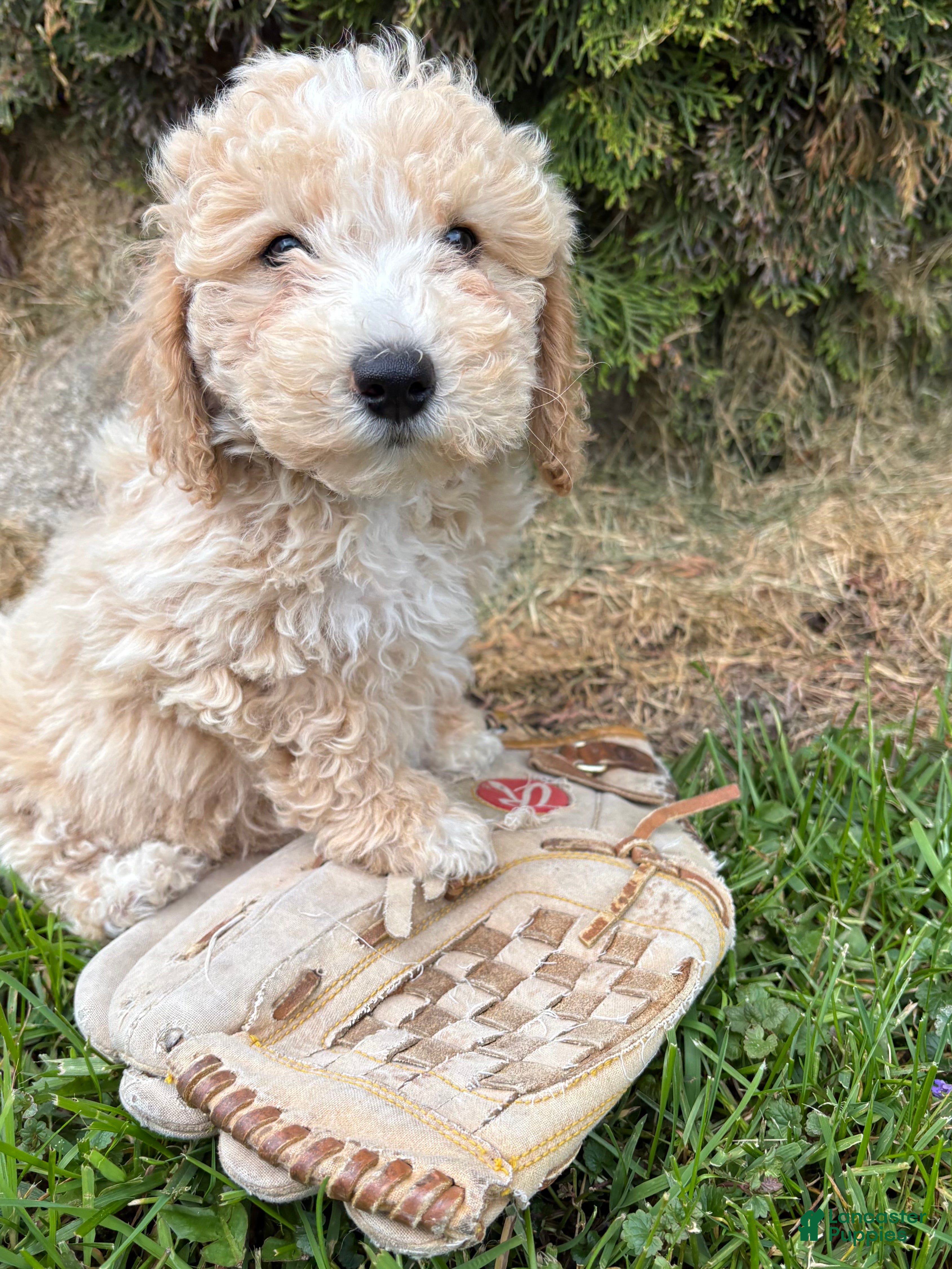 Bichpoo dogs Jack - Ad 1